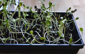 SunflowerSprouts2